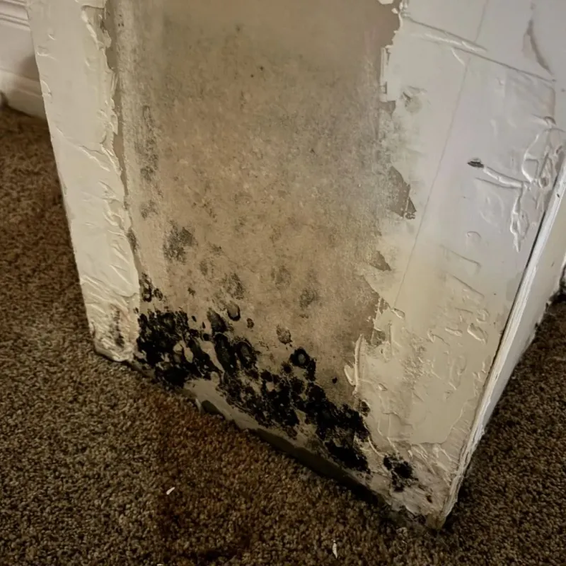 Professional Mold Removal in Bacliff, TX